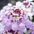 Iberis sempervirens 'Pink Ice' – Örökzöld tatárvirág