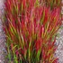 Imperata cylindrica 'Red Baron' - Alangfű