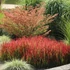 Imperata cylindrica 'Red Baron' - Alangfű
