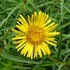 Inula ensifolia 'Compacta' – Törpe kardlevelű peremizs