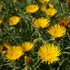 Inula ensifolia 'Compacta' – Törpe kardlevelű peremizs
