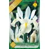 Iris hollandica 'White van Vliet' - Holland írisz