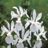 Iris hollandica 'White van Vliet' - Holland írisz