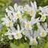 Iris hollandica 'White van Vliet' - Holland írisz