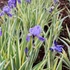 Iris pallida 'Variegata' – Tarka dalmát nőszirom