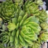 Jovibarba sobolifera 'Green Globe' – Gömbös kövirózsa