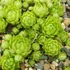 Jovibarba sobolifera 'Green Globe' – Gömbös kövirózsa