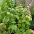 Kirengeshoma palmata - Juharcsengő