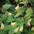 Kirengeshoma palmata - Juharcsengő