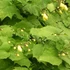 Kirengeshoma palmata - Juharcsengő