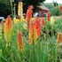 Kniphofia 'Flamenco' – Fáklyaliliom