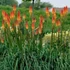 Kniphofia 'Flamenco' – Fáklyaliliom