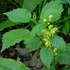 Lamium galeobdolon – Erdei sárgaárvacsalán