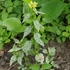 Lamium galeobdolon – Erdei sárgaárvacsalán