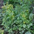 Lamium galeobdolon – Erdei sárgaárvacsalán