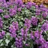 Lamium maculatum 'Red Nancy' – Foltos árvacsalán
