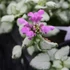 Lamium maculatum 'Red Nancy' – Foltos árvacsalán