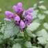 Lamium maculatum 'Red Nancy' – Foltos árvacsalán