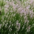 Lavandula angustifolia 'Hidcote Pink' – Angol levendula, keskenylevelű levendula, orvosi levendula, közönséges levendula