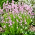 Lavandula angustifolia 'Hidcote Pink' – Angol levendula, keskenylevelű levendula, orvosi levendula, közönséges levendula