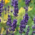 Lavandula angustifolia – Közönséges levendula