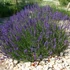 Lavandula angustifolia – Közönséges levendula