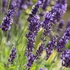 Lavandula angustifolia – Közönséges levendula