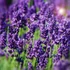Lavandula angustifolia 'Hidcote' (syn.: ’Hidcote Blue’, ’Hidcote Purple’) - Sötétkék angol vagy közönséges levendula