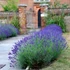 Lavandula angustifolia 'Hidcote' (syn.: ’Hidcote Blue’, ’Hidcote Purple’) - Sötétkék angol vagy közönséges levendula