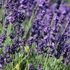 Lavandula angustifolia 'Hidcote' (syn.: ’Hidcote Blue’, ’Hidcote Purple’) - Sötétkék angol vagy közönséges levendula