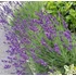 Lavandula angustifolia 'Hidcote' (syn.: ’Hidcote Blue’, ’Hidcote Purple’) - Sötétkék angol vagy közönséges levendula