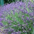 Lavandula angustifolia 'Imperial Gem' – Angol vagy közönséges levendula