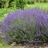 Lavandula angustifolia 'Imperial Gem' – Angol vagy közönséges levendula
