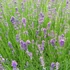Lavandula angustifolia 'Munstead' - Sötét liláskék közönséges levendula