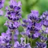 Lavandula angustifolia 'Munstead' - Sötét liláskék közönséges levendula