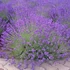 Lavandula angustifolia 'Munstead' - Sötét liláskék közönséges levendula