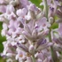 Lavandula angustifolia 'Rosea' - Angol vagy közönséges levendula