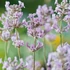 Lavandula angustifolia 'Rosea' - Angol vagy közönséges levendula