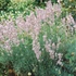 Lavandula angustifolia 'Rosea' - Angol vagy közönséges levendula