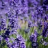 Lavandula x intermedia 'Grappenhall' - Halványkék provánszi levendula
