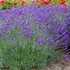 Lavandula x intermedia 'Grappenhall' - Halványkék provánszi levendula