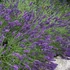 Lavandula x intermedia 'Grappenhall' - Halványkék provánszi levendula