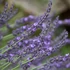 Lavandula x intermedia 'Grappenhall' - Halványkék provánszi levendula