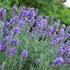 Lavandula x intermedia 'Phenomenal' (syn.: 'Niko') - Provanszi vagy hibrid levendula (lavandin)