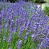 Lavandula x intermedia 'Phenomenal' (syn.: 'Niko') - Provanszi vagy hibrid levendula (lavandin)