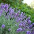 Lavandula x intermedia 'Phenomenal' (syn.: 'Niko') - Provanszi vagy hibrid levendula (lavandin)