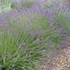 Lavandula x intermedia 'Provence' - Halványkék provánszi levendula