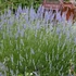 Lavandula x intermedia 'Provence' - Halványkék provánszi levendula