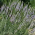 Lavandula x intermedia 'Provence' - Halványkék provánszi levendula