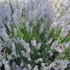 Lavandula x intermedia 'Provence' - Halványkék provánszi levendula